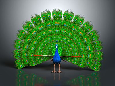 Modern Peacock Green Peacock Open Screen 3d model