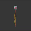 Beautiful Pink Tulip Plant with Green Stem Leaves Against Gray Background and Reflection