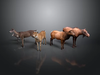 Animal Pack Realistic Mammal Deer Bear Elk Mammal Animal Game Animal 3d model