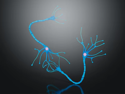 Neurons As Neural Organ Components And Their Influence On Hair Growth Mechanism 3d model