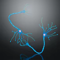 Neurons As Neural Organ Components And Their Influence On Hair Growth Mechanism