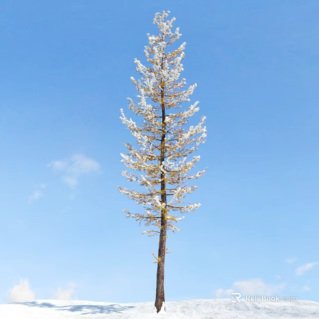 Tall Arbor With White Covered Branches Standing Against Blue Sky And Clouds 3d model 