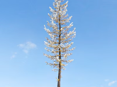 Tall Arbor With White Covered Branches Standing Against Blue Sky And Clouds 3d model