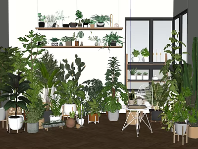 Stylish Indoor Bonsai Potted Plants Display With Shelves And Various Greenery 3d model