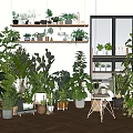 Stylish Indoor Bonsai Potted Plants Display With Shelves And Various Greenery