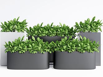 Modern Potted Plant Green Plant Potted Plant Flower Box Potted Combination 3d model