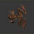 Brown Spotted Frog With Yellow Belly And Webbed Feet On Dark Background