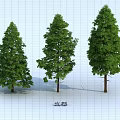 Three Different Arbor Trees Showcasing Various Crown Shapes and Lush Green Foliage