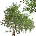 Lush Green Arbor With Dense Foliage And Multiple Branches