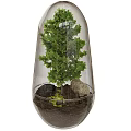 Decorative Bonsai Plant in Transparent Glass Container with Green Foliage Stones and Moss
