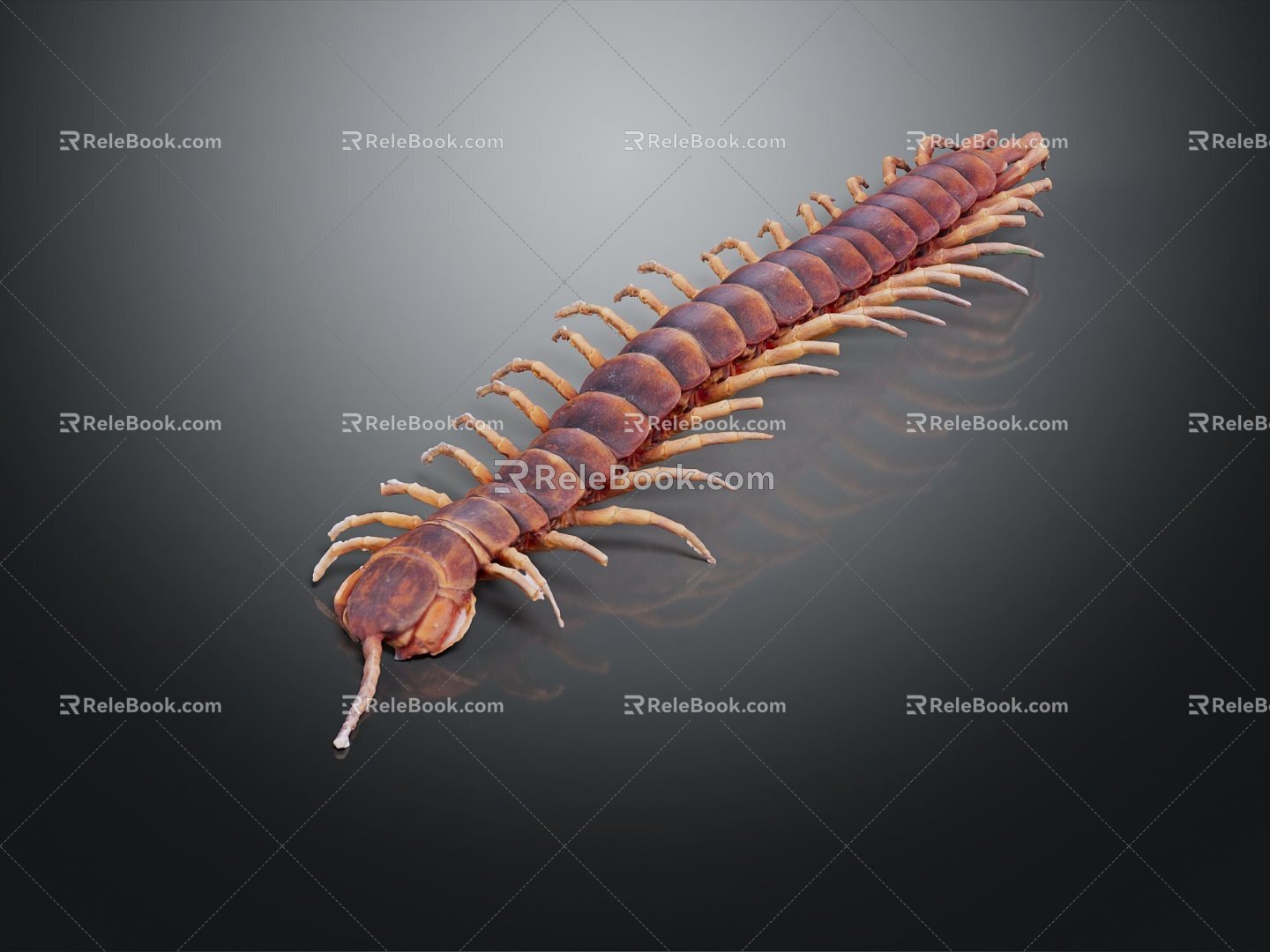 Modern centipede millipede spider cartoon centipede 3d model