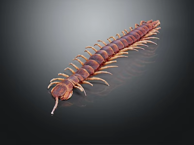 Centipede Reptile With Brown Segmented Body And Numerous Legs In Close Up View 3d model