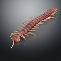 Centipede Reptile With Brown Segmented Body And Numerous Legs In Close Up View