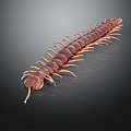 Modern centipede millipede spider cartoon centipede 3d model