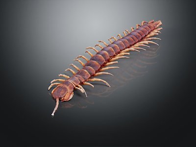 Modern centipede millipede spider cartoon centipede 3d model