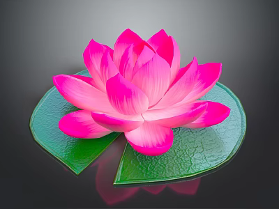 Blooming Pink Lotus Flower With Fresh Green Lily Pad On Dark Background 3d model
