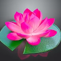 Blooming Pink Lotus Flower With Fresh Green Lily Pad On Dark Background