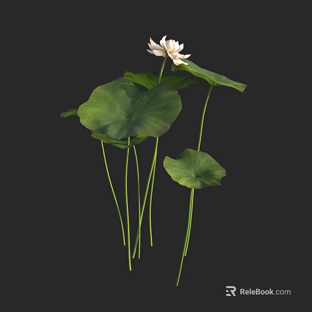 Stunning Aquatic Plant Lotus With White Flower Green Leaves And Long Stems 3d model 