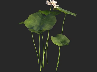 Stunning Aquatic Plant Lotus With White Flower Green Leaves And Long Stems 3d model