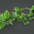 Various Green Leafy Indoor Plants with Different Foliage Shapes and Sizes for Home Decor