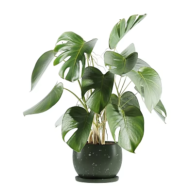 Indoor Decorative Potted Monstera Plant with Large Split Green Leaves in Speckled Green Pot 3d model