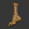 Human Foot Anatomical Model With Detailed Muscle And Ligament Structure