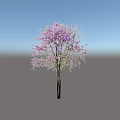 Ornamental Flowering Tree With Vibrant Purple Blossoms And Dark Trunk