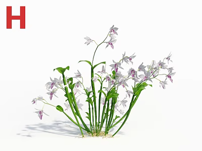 Beautiful Flowers And Plants With White Purple Blooms And Green Stems And Leaves 3d model