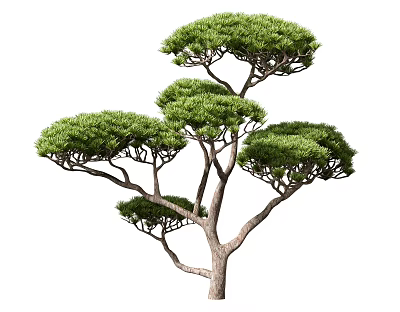 Mature Arbor With Thick Trunk Lush Green Canopy And Spreading Branches 3d model
