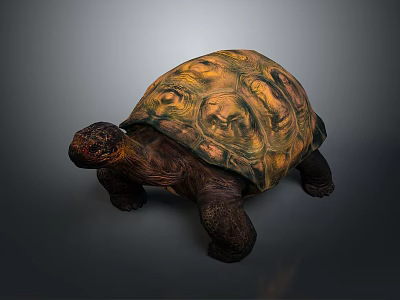 Large Brown Tortoise With Yellow Patterned Shell And Sturdy Legs On Gray Background 3d model