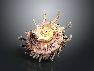 Unique Spiky Seashell With Colorful Spiral Texture And Detailed Decorative Edges 3d model