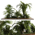 Lush Green Palm Plants With Clustered Leaves On Wooden Platform Natural Foliage