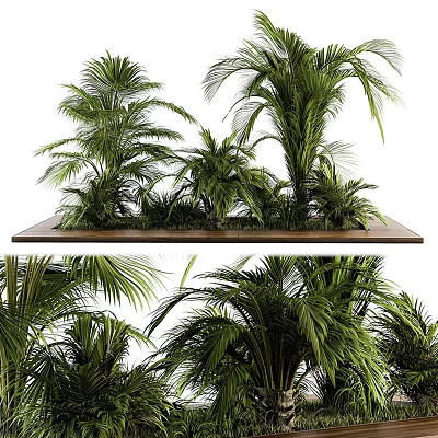 Lush Green Palm Plants With Clustered Leaves On Wooden Platform Natural Foliage 3d model