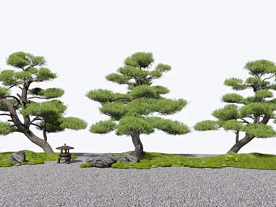 Unique Shaped Arbor Trees In Japanese Garden With Stones Lantern And Grass 3d model