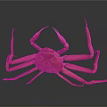 Vibrant Red Crab With Long Legs And Claws On Dark Background