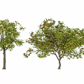 Modern arbor street tree fruit tree landscape tree courtyard tree persimmon tree apple tree pomegranate tree 3d model