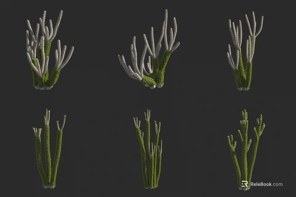 Succulent Plants Various Types With Green Stems And Unique Shapes 3d model