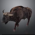 Large Brown Buffalo With Shaggy Fur And Curved Horns Standing On Dark Surface