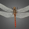 Close Up View Of Dragonfly With Transparent Wings Red Body And Gray Background