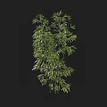 Tall Indoor Bamboo Plant With Lush Green Leaves And Slender Stems