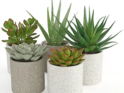 Garden Decor With Succulents And Aloe Vera In Cylindrical Ceramic Pots 3d model
