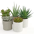 Garden Decor With Succulents And Aloe Vera In Cylindrical Ceramic Pots