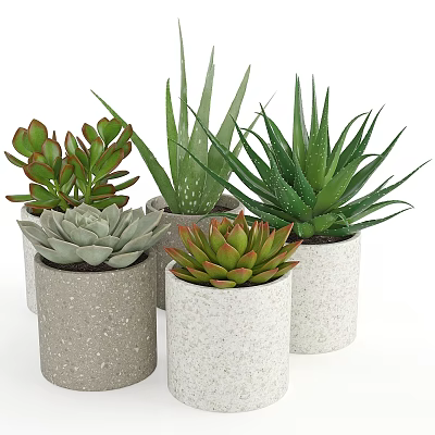 Garden Decor With Succulents And Aloe Vera In Cylindrical Ceramic Pots 3d model