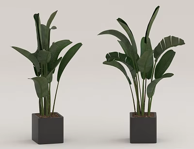 Potted Plants with Large Green Leaves in Black Square Pots for Indoor Decoration 3d model