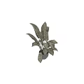 Lush Variegated White Green Leaves Potted Plant In Modern White Ceramic Pot
