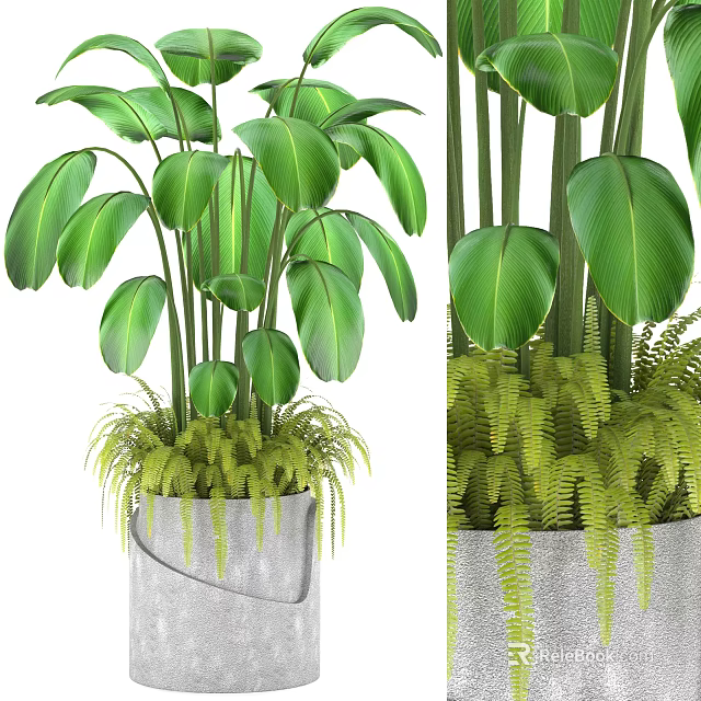 Bonsai Potted Plant With Large Green Leaves And Ferns In Gray Concrete Pot 3d model 