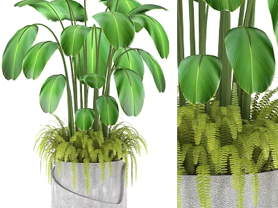 Bonsai Potted Plant With Large Green Leaves And Ferns In Gray Concrete Pot 3d model
