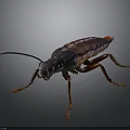 Brown and Black Cockroach With Long Antennae and Legs on Gray Background