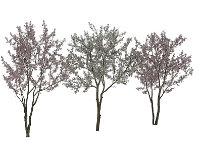 Three Arbor Trees With Pink Blossoms And Green Foliage In Garden Setting 3d model