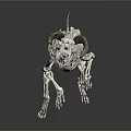 Animal Skeleton Display With Detailed Anatomical Structure And Curved Horns